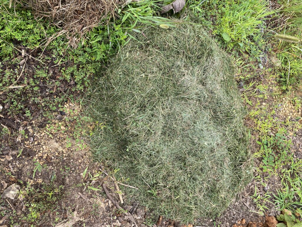 Pile of fresh green grass clippings on the ground
